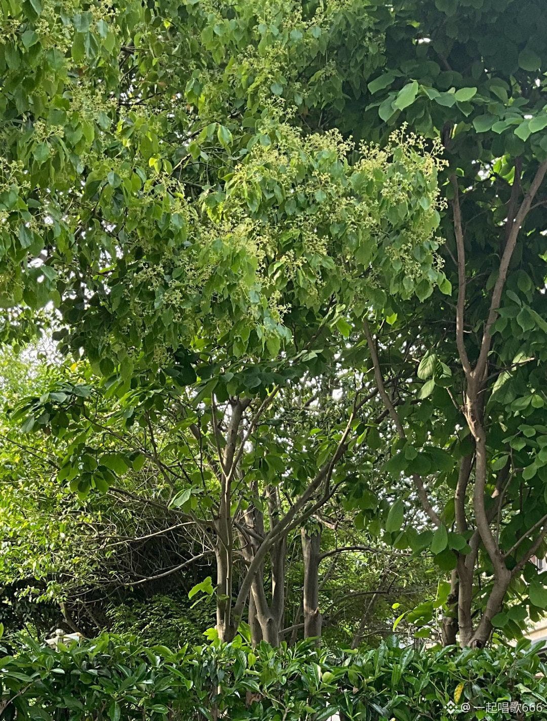 这个树可能是叫鸡爪树。
十年前,刚刚入住的时候,还是小树木,现在已经枝繁叶茂了。