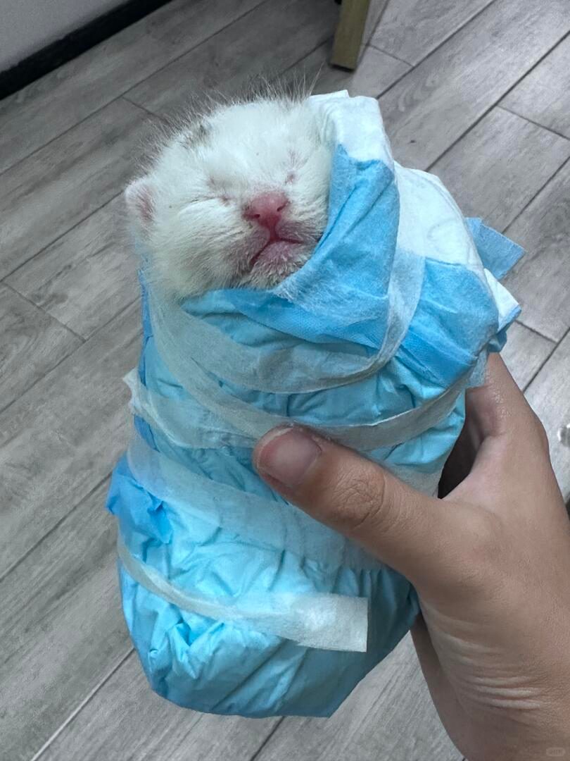 捡到小猫两天我和男朋友有点产后抑郁了
