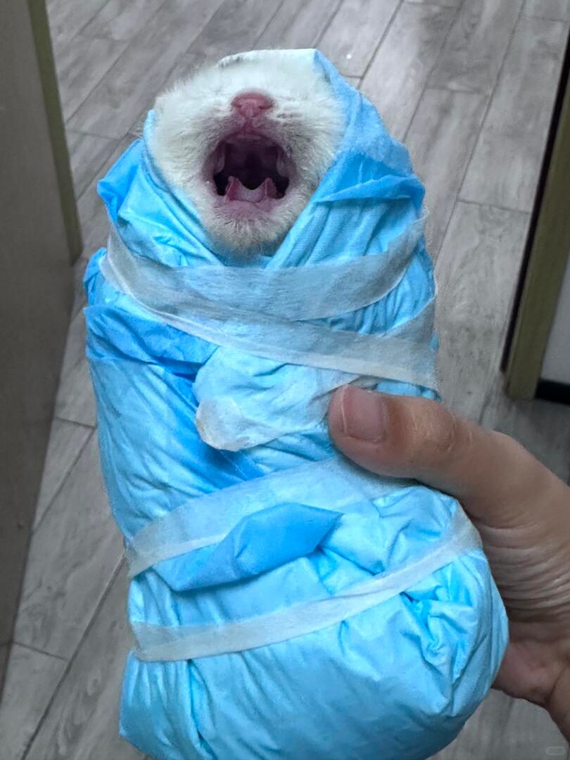捡到小猫两天我和男朋友有点产后抑郁了