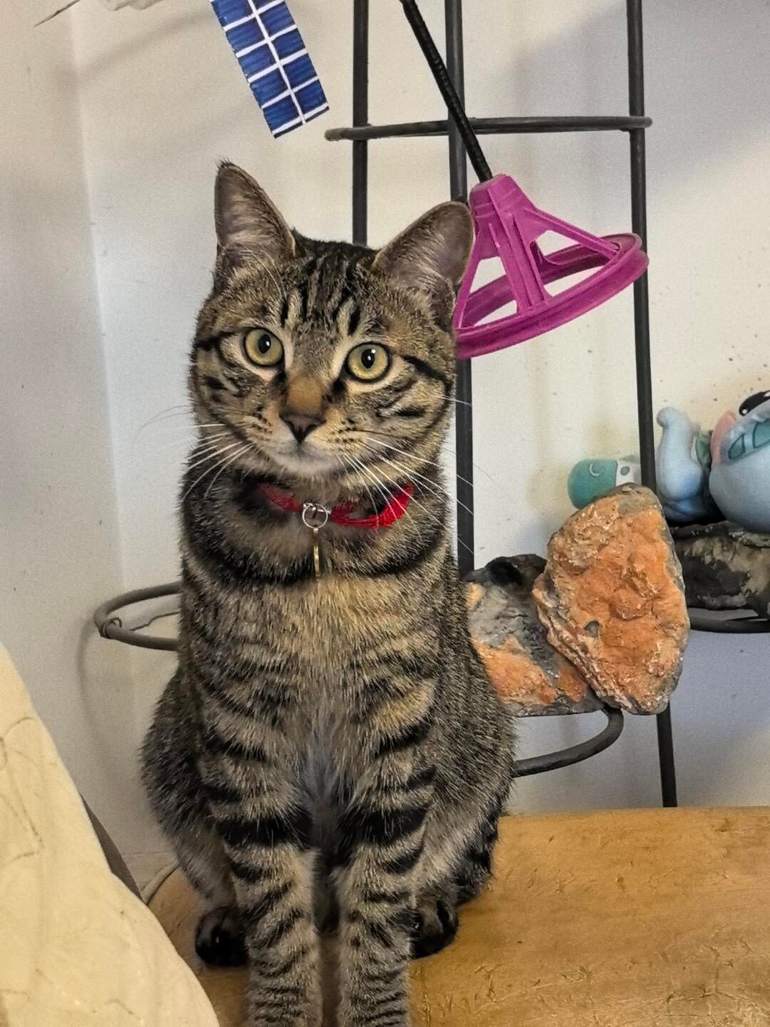 我真的只是想炫耀猫