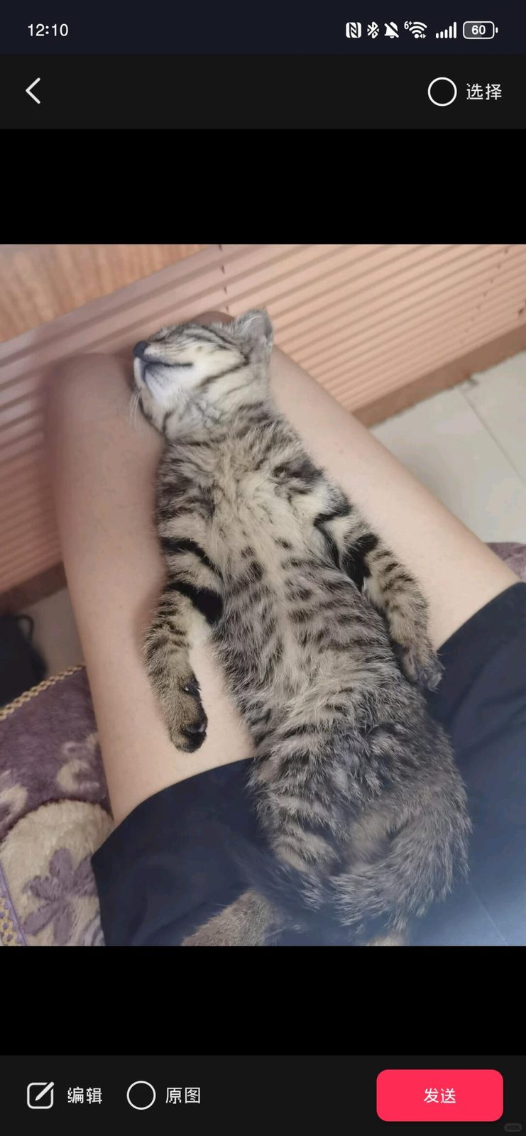 我真的只是想炫耀猫