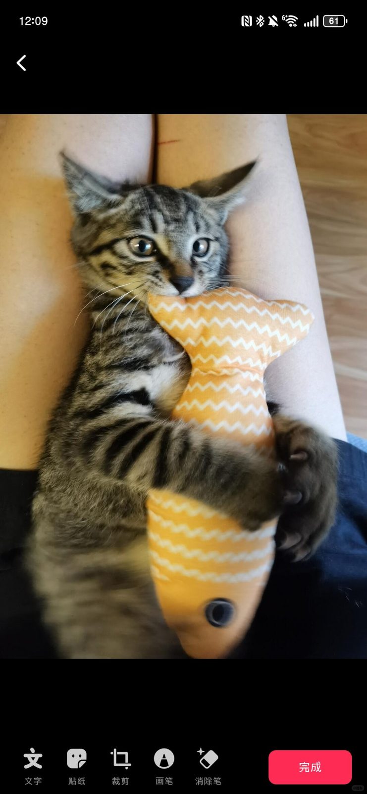 我真的只是想炫耀猫