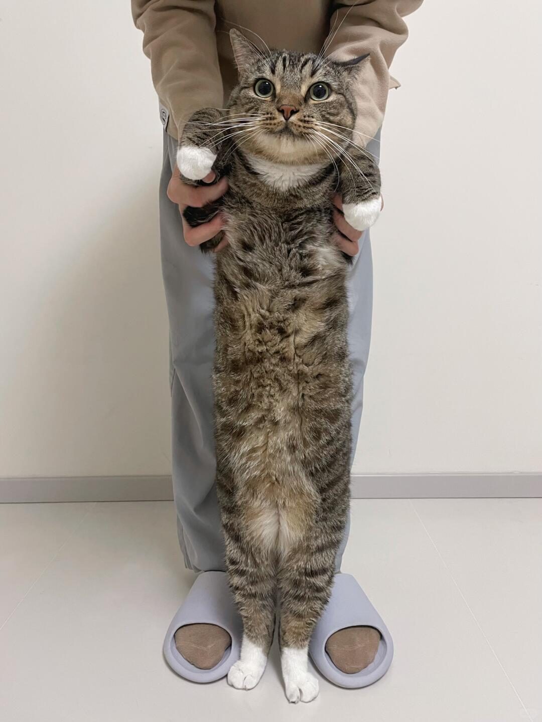 决战田园猫体型之巅!