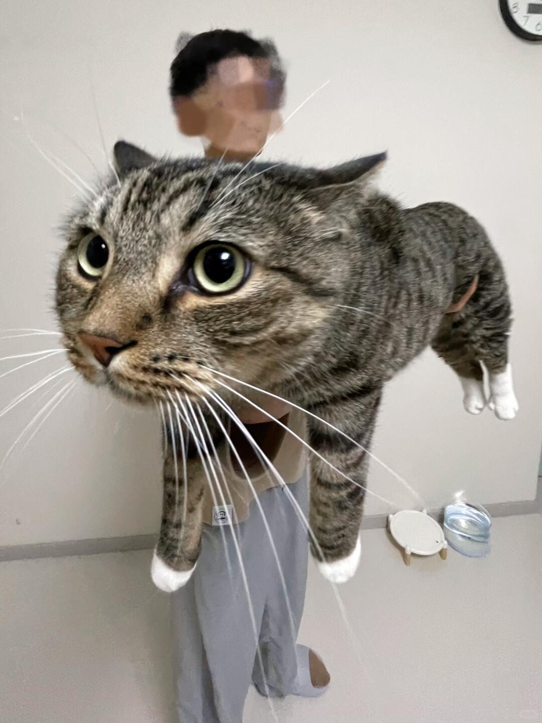 决战田园猫体型之巅!