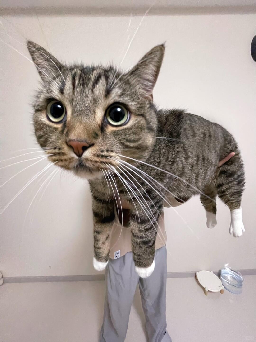 决战田园猫体型之巅!