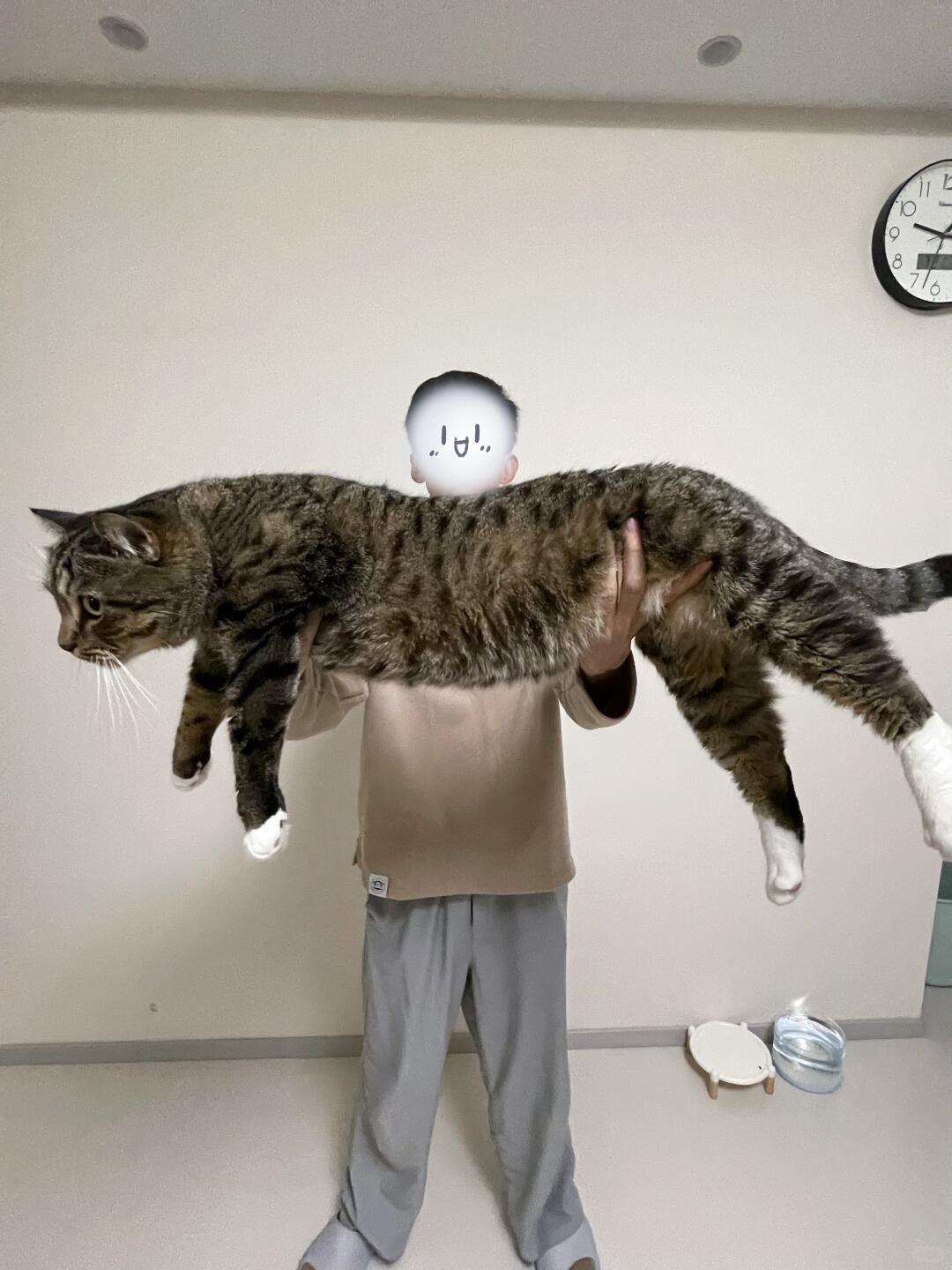 决战田园猫体型之巅!