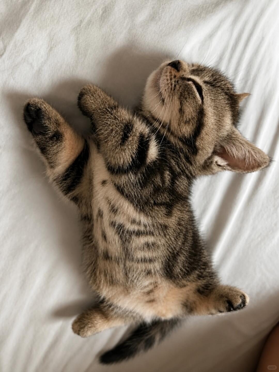 狸花猫重名率大调查！